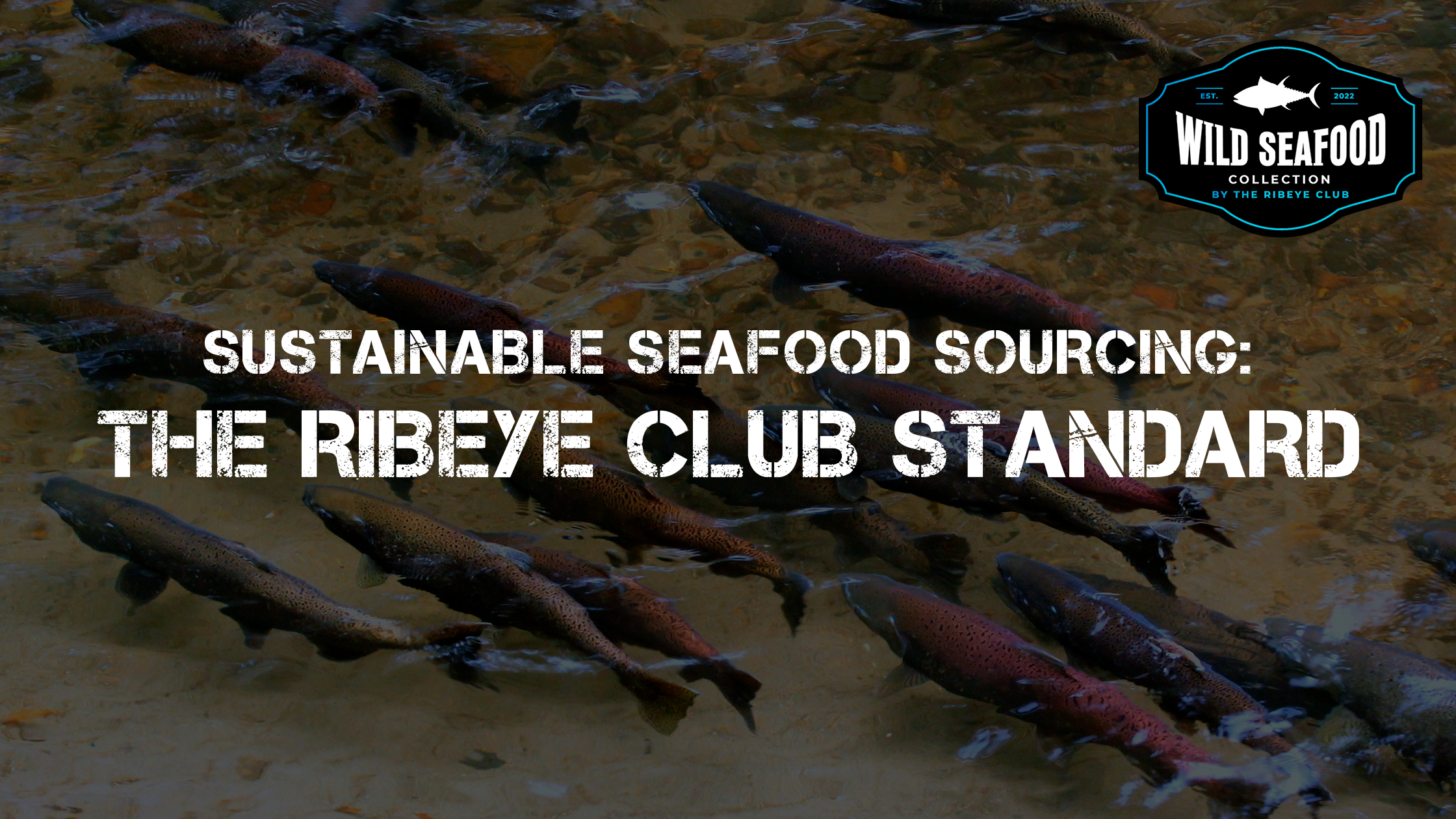 Sustainable Seafood Sourcing: The Ribeye Club Standard